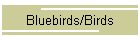 Bluebirds/Birds